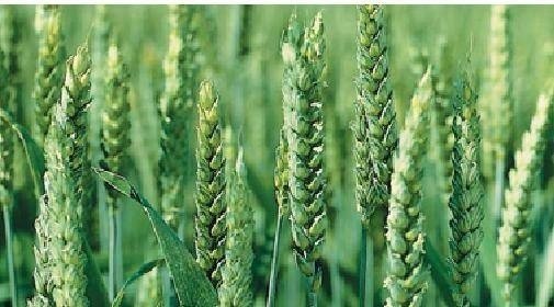 Сорт пшеницы ахмат