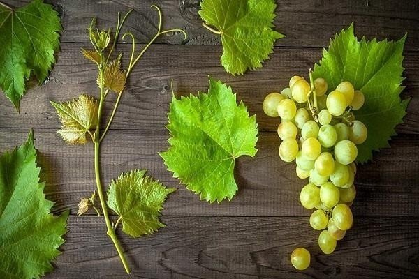 Зеленый виноград с листьями