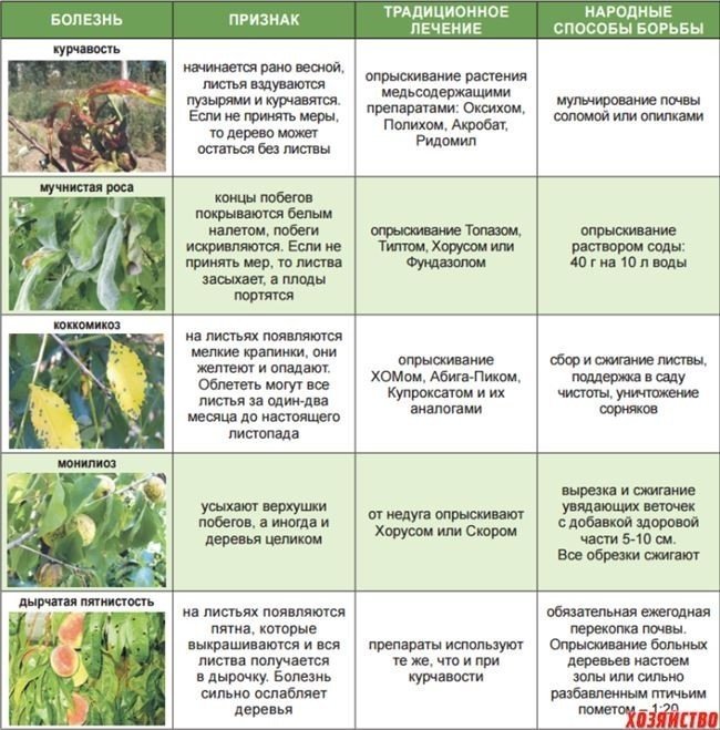 Средства защиты плодовых деревьев от вредителей и болезней весной