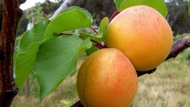 Характеристика абрикоса Персиковый
