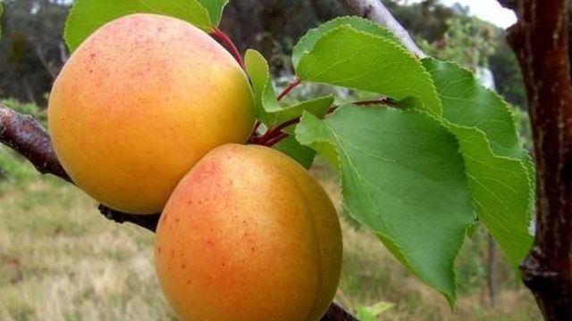 Характеристика сорта абрикоса «Сирена»