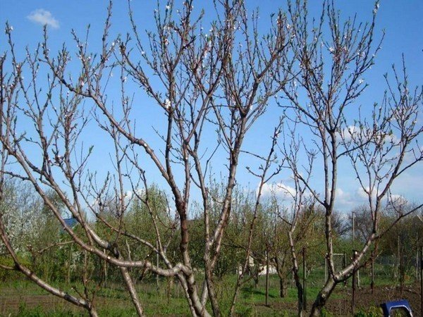 Абрикос краснощекий взрослое дерево