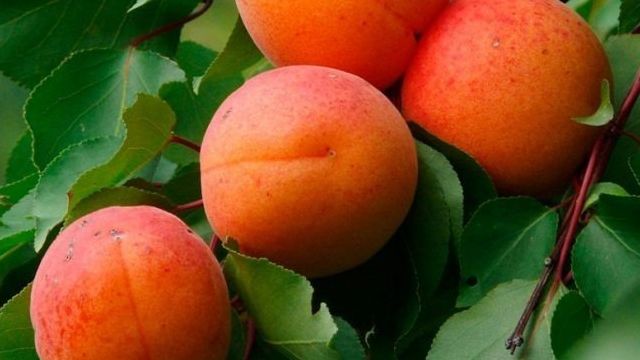 Как размножить абрикос черенком