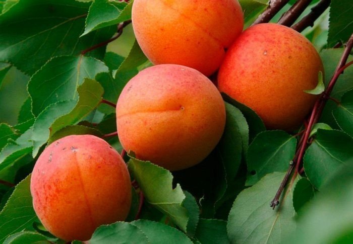 Слива персиковая