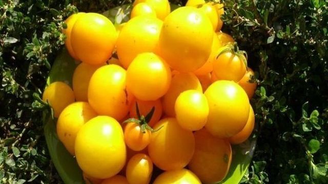 Описание сорта томата Абрикос, особенности выращивания и ухода