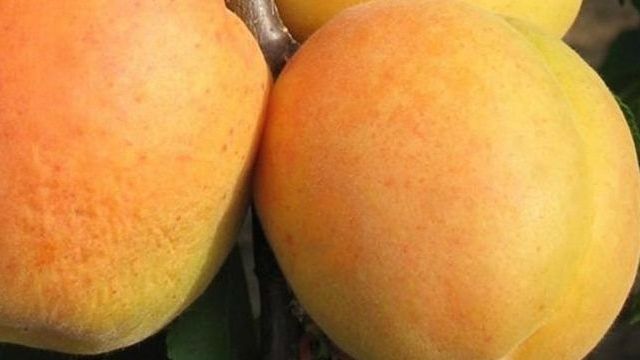 Разведение абрикоса семенным способом