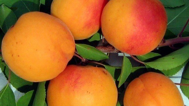 Сорт абрикоса снежинский описание особенности