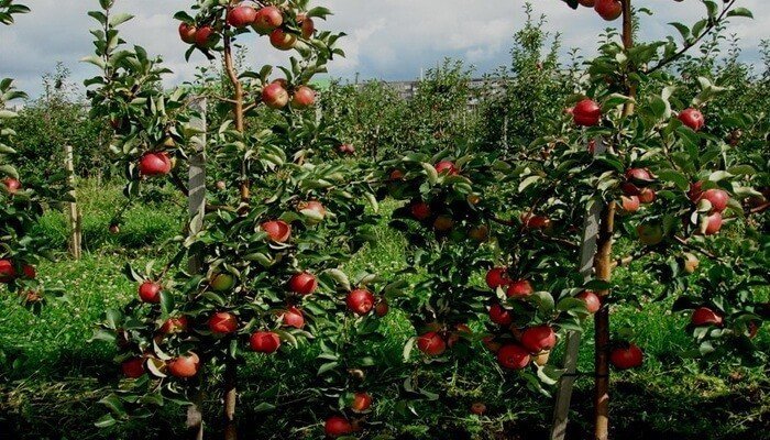 Сорт яблок алматинский апорт