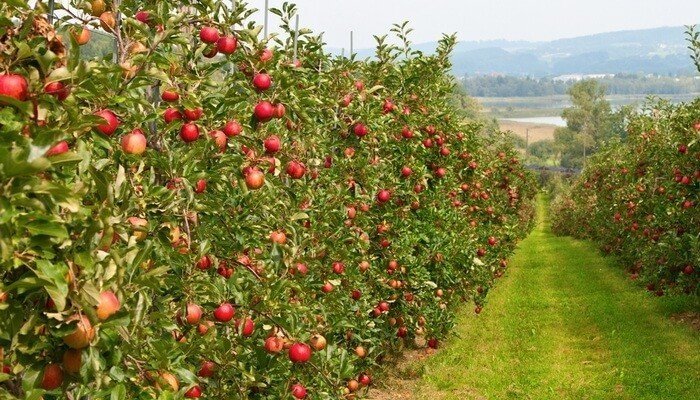 Яблоня сады молдавия