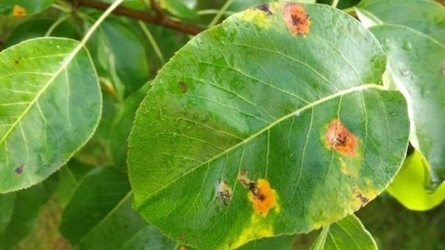 Пупырышки на листьях груши: 4 причины появления наростов