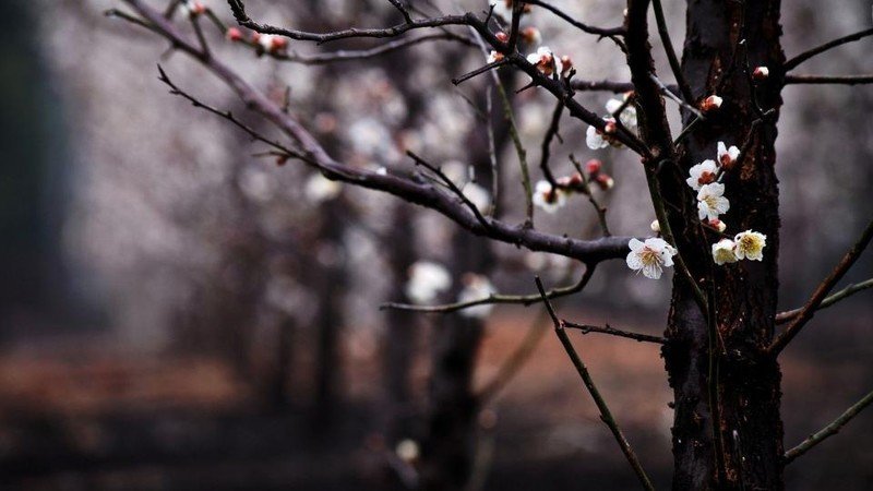 Ветка дерева весна