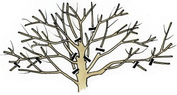 Обрезка дерева грецкого ореха