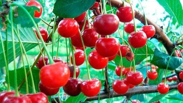 Обзор популярных сортов вишни для Московской области