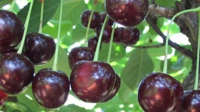 Выращивание вишни Тамарис