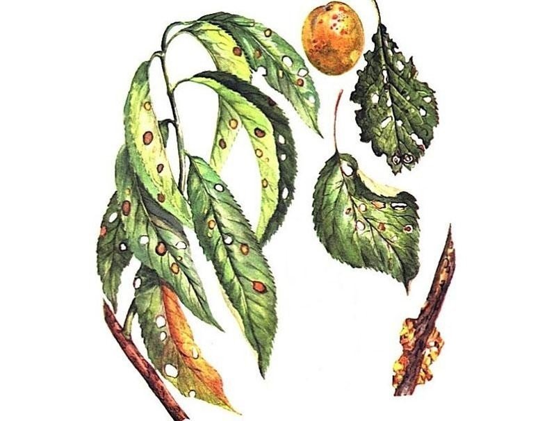 Лист вишни пораженный коккомикоз