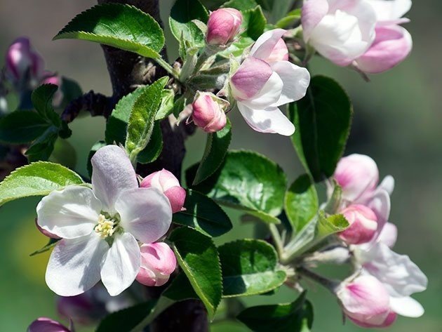 Колоновидная яблоня цветет