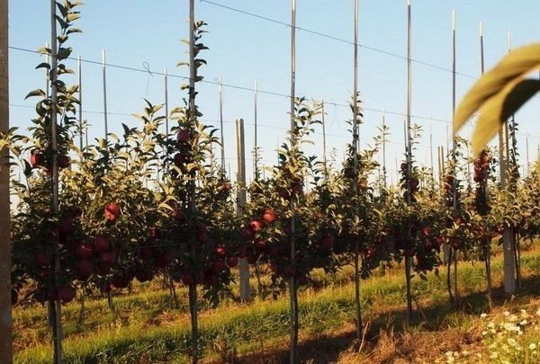 Иклоновыдный саднтенсивный сад яблонях