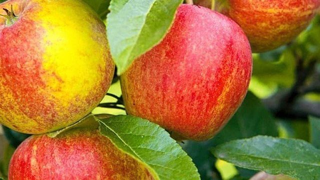 Приземленное — описание сорта яблок и правила агротехники