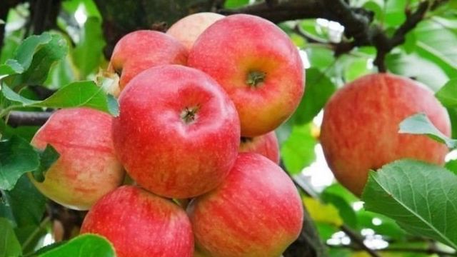 Яблоки «Айдаред»: описание сорта, свойства плодов и особенности выращивания