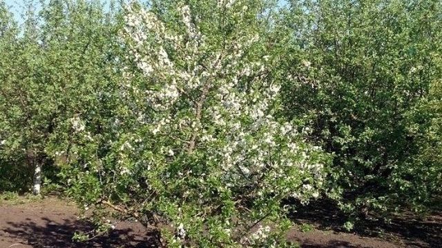 Яблоня Орлик: урожайный сорт с ароматными плодами