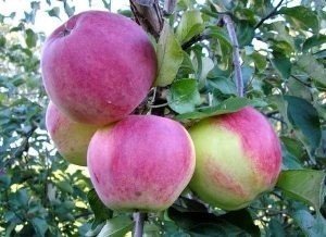 Сорт яблони бессемянка мичуринская