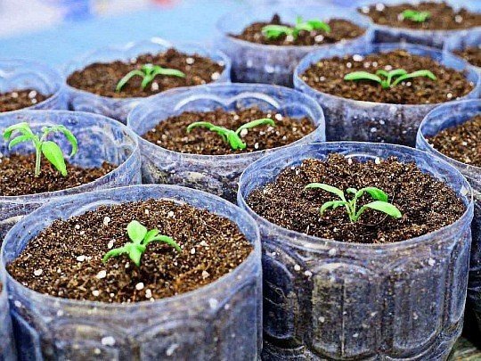 Как посадить баклажаны на рассаду 3