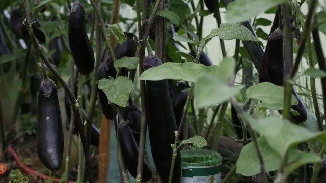 Выращивание баклажанов в теплице или как не навредить своему урожаю!