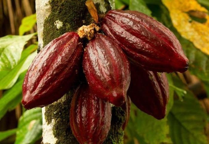 Какао бобы форастеро