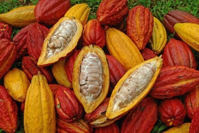 Какао дерево