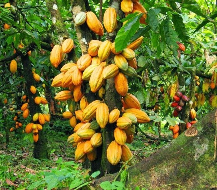Какао дерево тринитарио