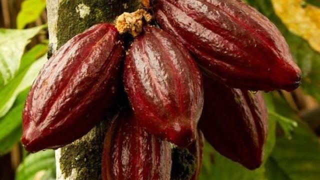 Шоколадное дерево какао: фото сортов, как растут какао-бобы