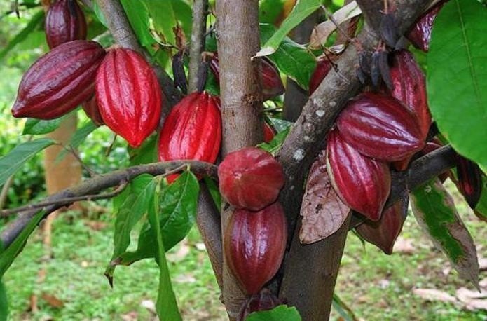 Theobroma cacao дерево