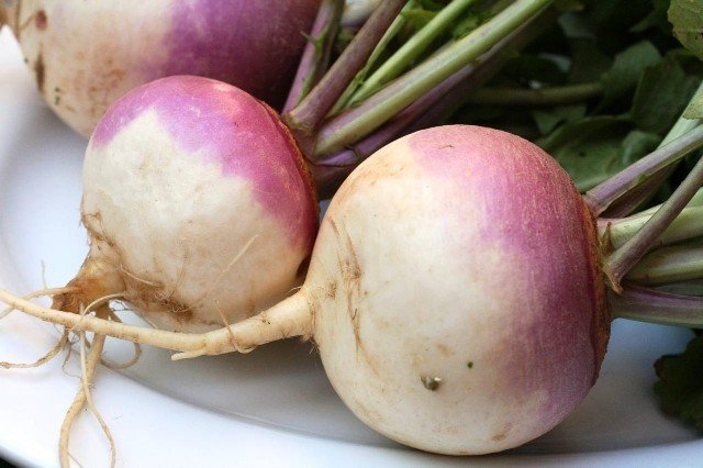 Enormous turnip