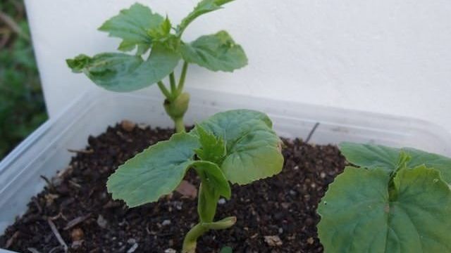 Как вырастить арбузы и дыни в открытом грунте