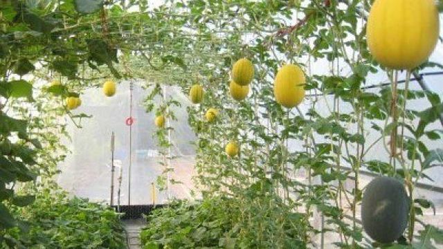 Выращивание дыни в теплице: тонкости процесса от выбора сорта до сбора урожая