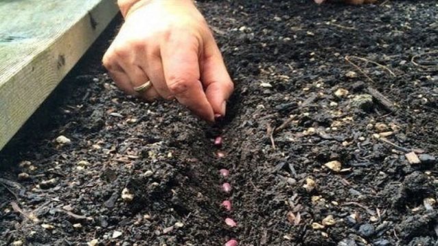 Как выращивать и использовать черный горох