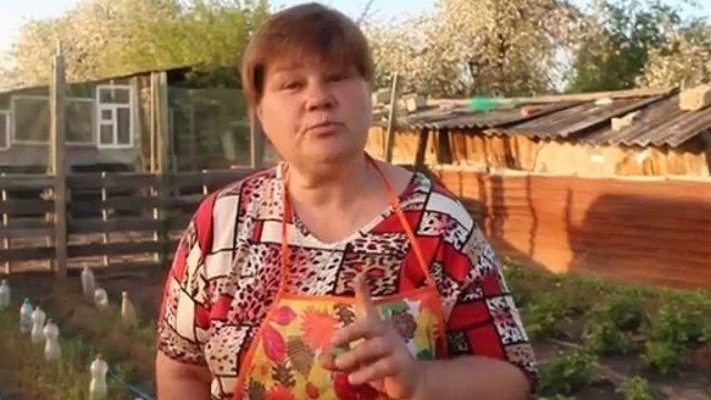 Как посадить капусту по методу Юлии Миняевой под бутылки