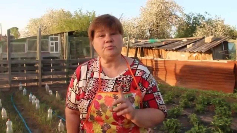 Юлия миняева во саду ли в огороде