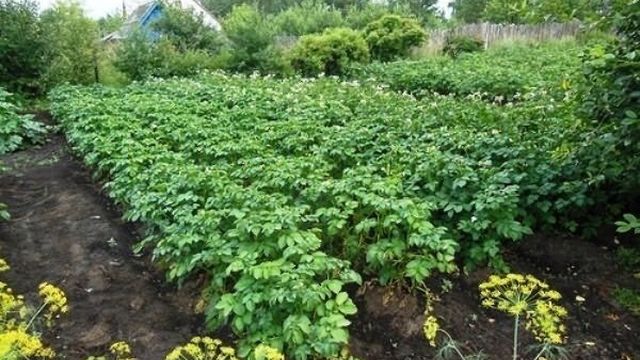 Белорусская красавица — описание вкусного и урожайного сорта картофеля «Янка»