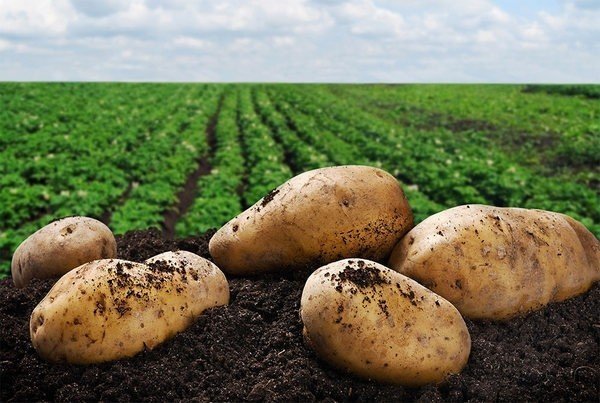 Крупная картошка на поле