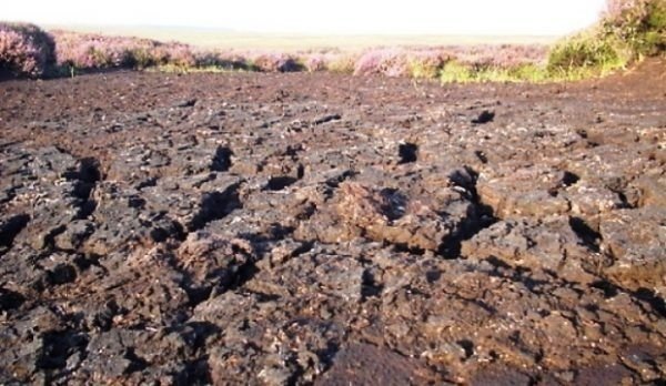 Торфяные олиготрофные почвы
