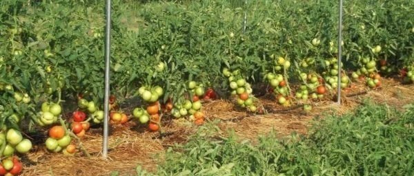 Зола для помидоров в открытом грунте