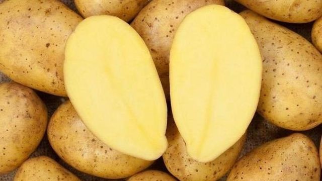 Характеристика и описаение картофеля сорта зекура