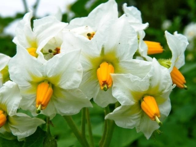 Solanum tuberosum ‘laura’