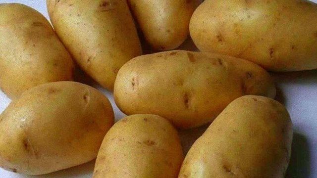 Как выращивают картофель Лорх