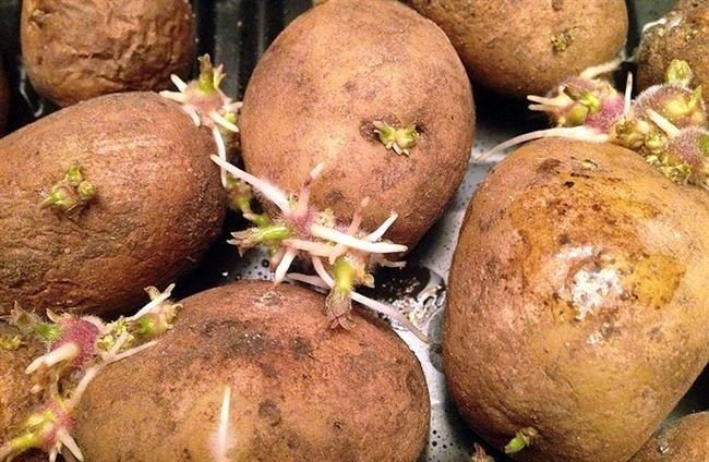 Картофель гранада ростки