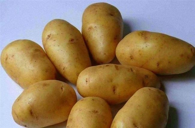 Сорт картофеля импала
