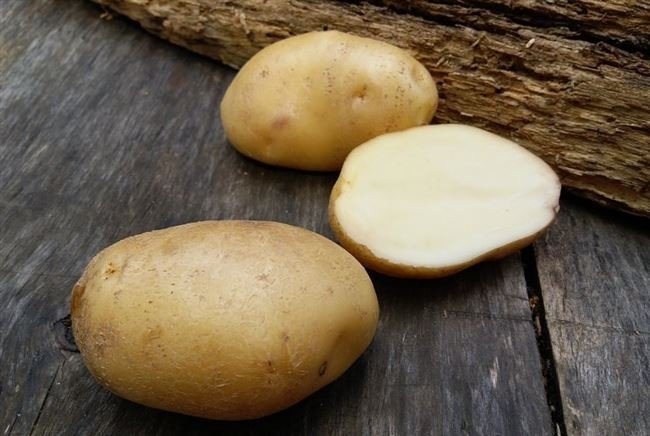 Сорт картофеля великан