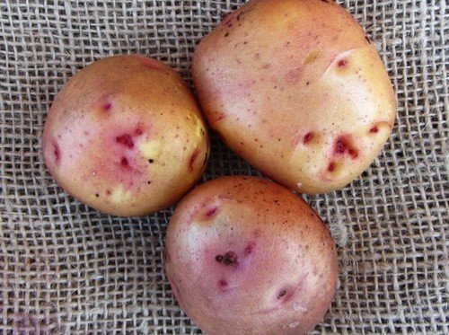 Картофель семенной свитанок