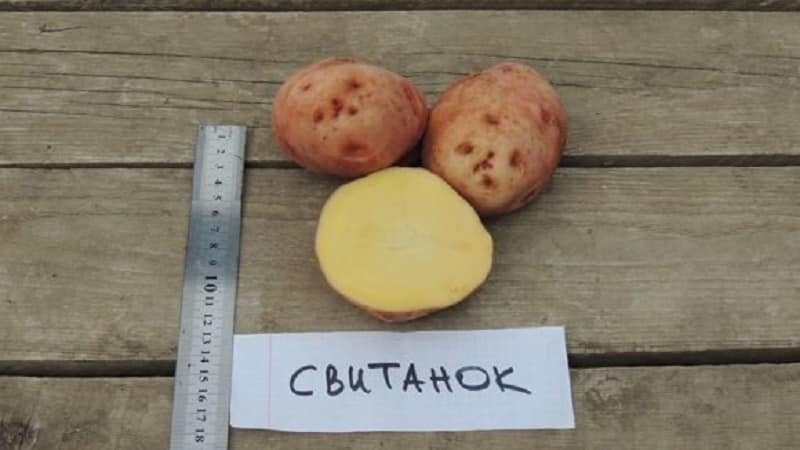 Картофель сорт бородянский